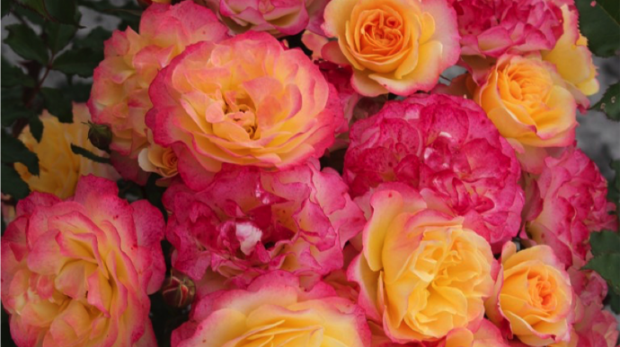 Rosa LANDLUST® (rosier buisson à fleurs groupées) ; obtention Kordes. ©SNHF